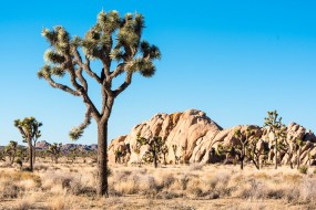 Meet the Camper Vacation, Arizona-USA -06. Januar 2019-42