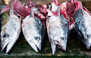 'Gutted', Bonito and Yellowfin Tuna, four gutted fish